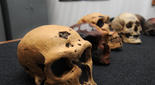 La supremacía numérica del 'Homo sapiens' provocó la desaparición de los neandertales