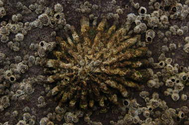 <p><em>Patella ferruginea. </em>/ Javier Guallart.</p>