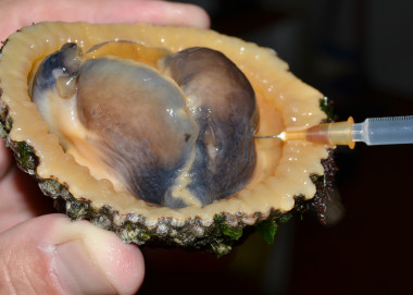 <p>Ejemplar de lapa ferruginosa durante su sexado. En este caso se trataba de una hembra, tal y como ya sugiere el color rojizo que se observa en la base de la jeringuilla. / Iván Acevedo.</p>