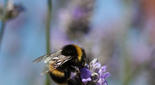 El uso extendido de pesticidas daña los abejorros (género Bombus) y las abejas (Apis mellifera). Imagen: Science/AAAS  