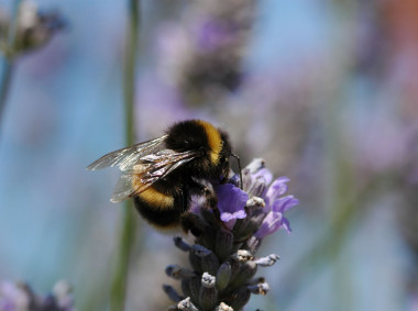 <p>El uso extendido de pesticidas daña los abejorros (género <em>Bombus</em>) y las abejas (<em>Apis mellifera</em>). Imagen: Science/AAAS</p>