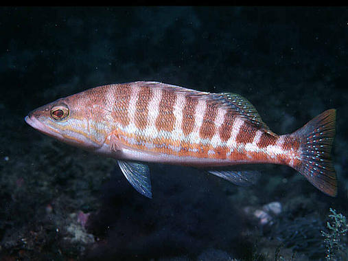 <p>Los juveniles y especies pequeñas de peces prefieren zonas más calmas. En la foto, un cabrilla (<em>Serranus cabrilla</em>). Imagen: Bernard Picton / Enciclopedy of Life.</p>