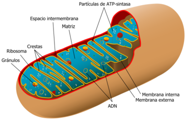 Esquema de una mitocondria.