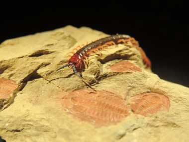 <p>Un ciempiés camina sobre su antepasado fósil que vivió durante la explosión cámbrica, hace unos 515 millones de años./ Michael Lee</p>