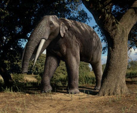 <p>Los investigadores han analizado una buena representación de los grupos faunísticos más abundantes en la Península Ibérica entre el Mioceno final y el Pleistoceno medio./ Mauricio Antón ( MNCN -CSIC)</p>