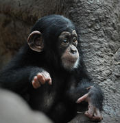 Los chimpancés en raras ocasiones toman la iniciativa a la hora de ayudar. Imagen: Steve Harris