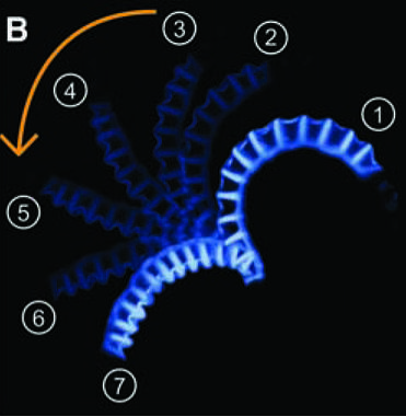 <p>Mecanismo por el cual el helecho disemina sus esporas. Imagen: Science</p>