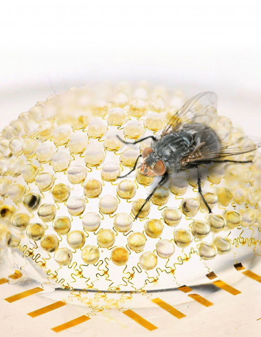 <p>El diseño semihesférico de la cámara se inspira en los ojos de los insectos. / University of Illinois-Beckman Institute</p>