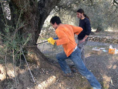 <p>Investigadores del CREAF han investigado la edad de los olivos (<em>Olea europea</em>) "milenarios" de la región litoral del Montsià, en Cataluña. Imagen: CREAF</p>