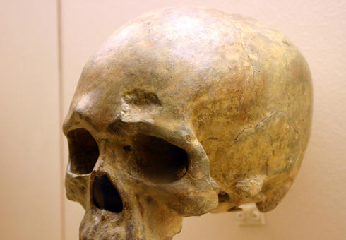 El equipo comparó los genomas completos del ADN mitocondrial de Arabia y el Cercano Oriente con una base de datos de cientos de muestras de Europa. En la fotografía, cráneo de Homo sapiens. Imagen: Ryan Somma.