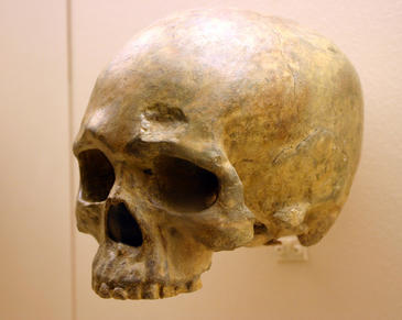 El equipo comparó los genomas completos del ADN mitocondrial de Arabia y el Cercano Oriente con una base de datos de cientos de muestras de Europa. En la fotografía, cráneo de Homo sapiens. Imagen: Ryan Somma.