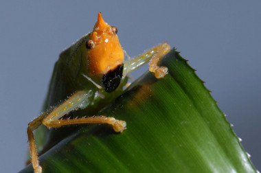 <p>Los investigadores<em> </em>han demostrado que estos saltamontes logran transmitir las vibraciones aéreas hasta el oído de forma muy similar a la de los mamíferos. Imagen: Daniel Robert.</p>