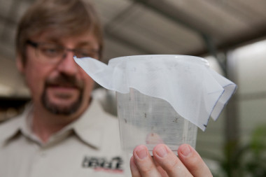 <p>El equipo de investigación consiguió introducir la bacteria <em>Wolbachia</em> en poblaciones salvajes del mosquito que transmite el dengue. Imagen:Eliminate Dengue Program</p>
