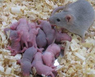Camada de ratones nacidos a partir de ovocitos conseguidos de células madre embrionarias. Imagen: K. Hayashi