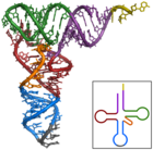 Estructura del ARN. Imagen: Wikipedia