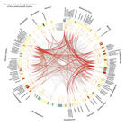 Diagrama que representa la interacción entre diferentes fármacos. Imagen: Science Translational Medicine