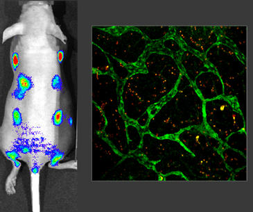 En la imagen de la izquierda, emisión de luz por los ganglios linfáticos del ratón, que expresa la proteína luciferasa. A la derecha, vasos linfáticos de los ratones que también expresan la proteína verde fluorescente. Imagen: CNIO  