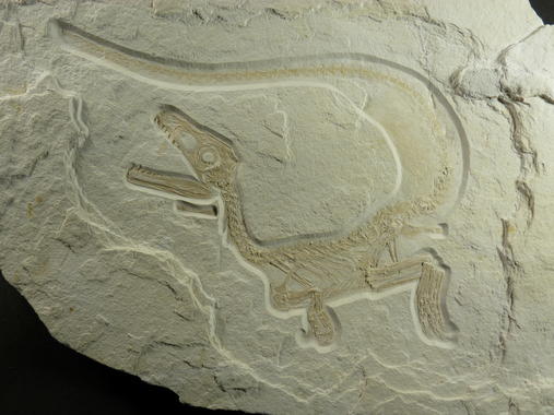 <p>El ejemplar fósil de megalosaurio plumado. Imagen: Helmut Tischlinger.</p>