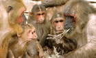 Macaca arctoides. Imagen: Wikipedia