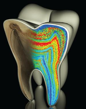 <p>Los niveles de bario de los dientes ayudan a saber la edad de destete. / Austin et al. (Nature)</p>