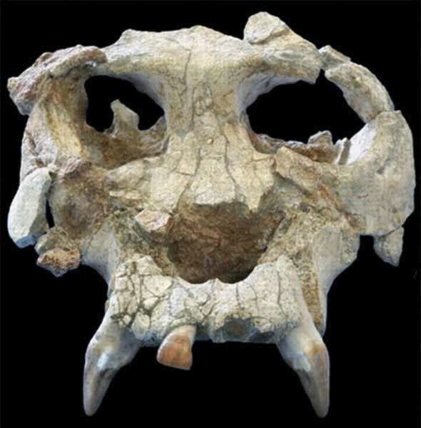 Cráneo de Pierolapithecus catalaunicus, recuperado en 2002 en el vertedero de Can Mata (Els Hostalets de Pierola. / ICP