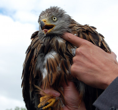 <p>Milano real marcado en la localidad de Lozoyuela por SEO/BirdLife. / SINC</p>