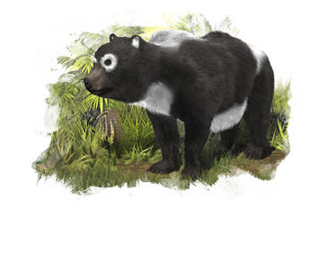 Reconstrucción de la nueva especie de úrsido ('Agriarctos beatrix'). Imagen: SINC / José Antonio Peñas  