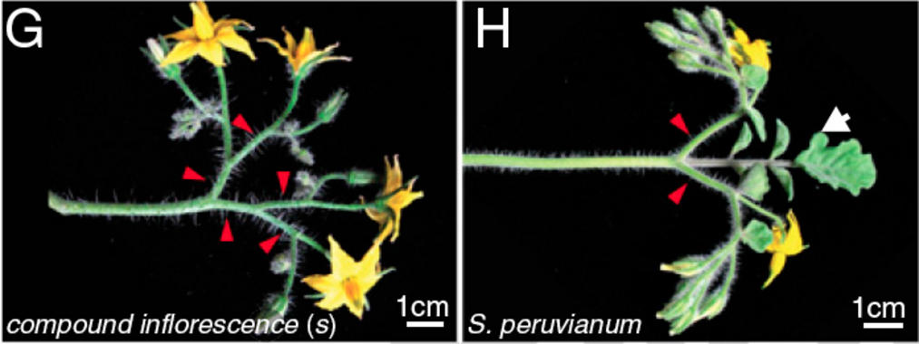 <p>Los tomates salvajes tienen una mejor cota de ramificación que las variedades domésticas. Imagen: Lippman@CSHL</p>