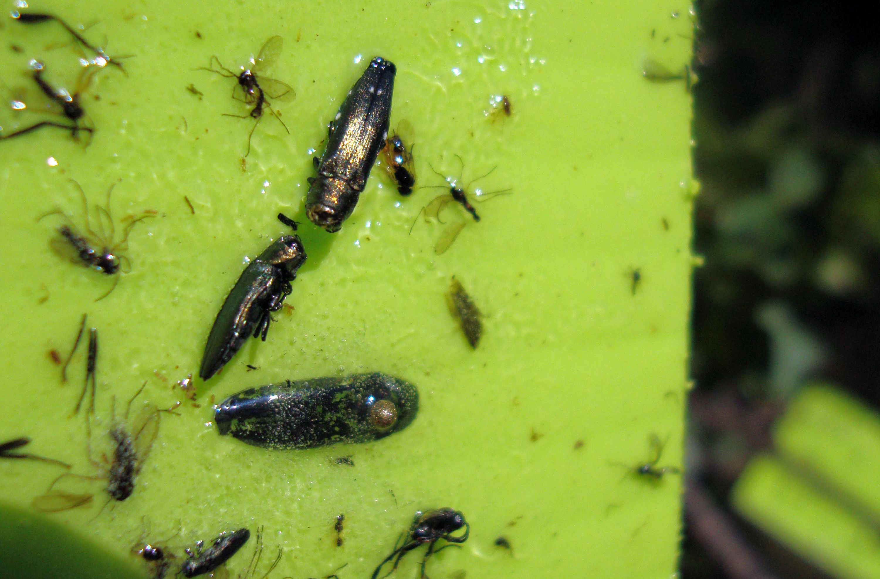 Escarabajos machos en la trampa de la escarabaja de plástico