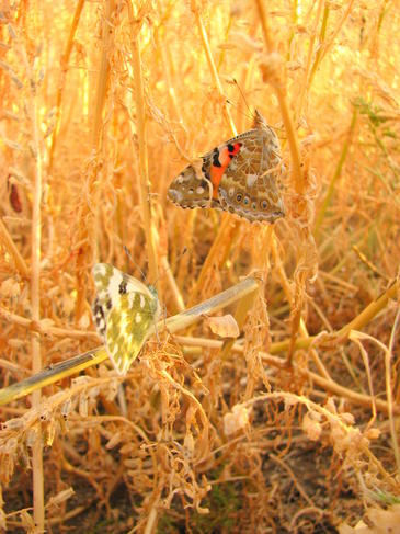 Vanessa cardui. Imagen: CREAF.