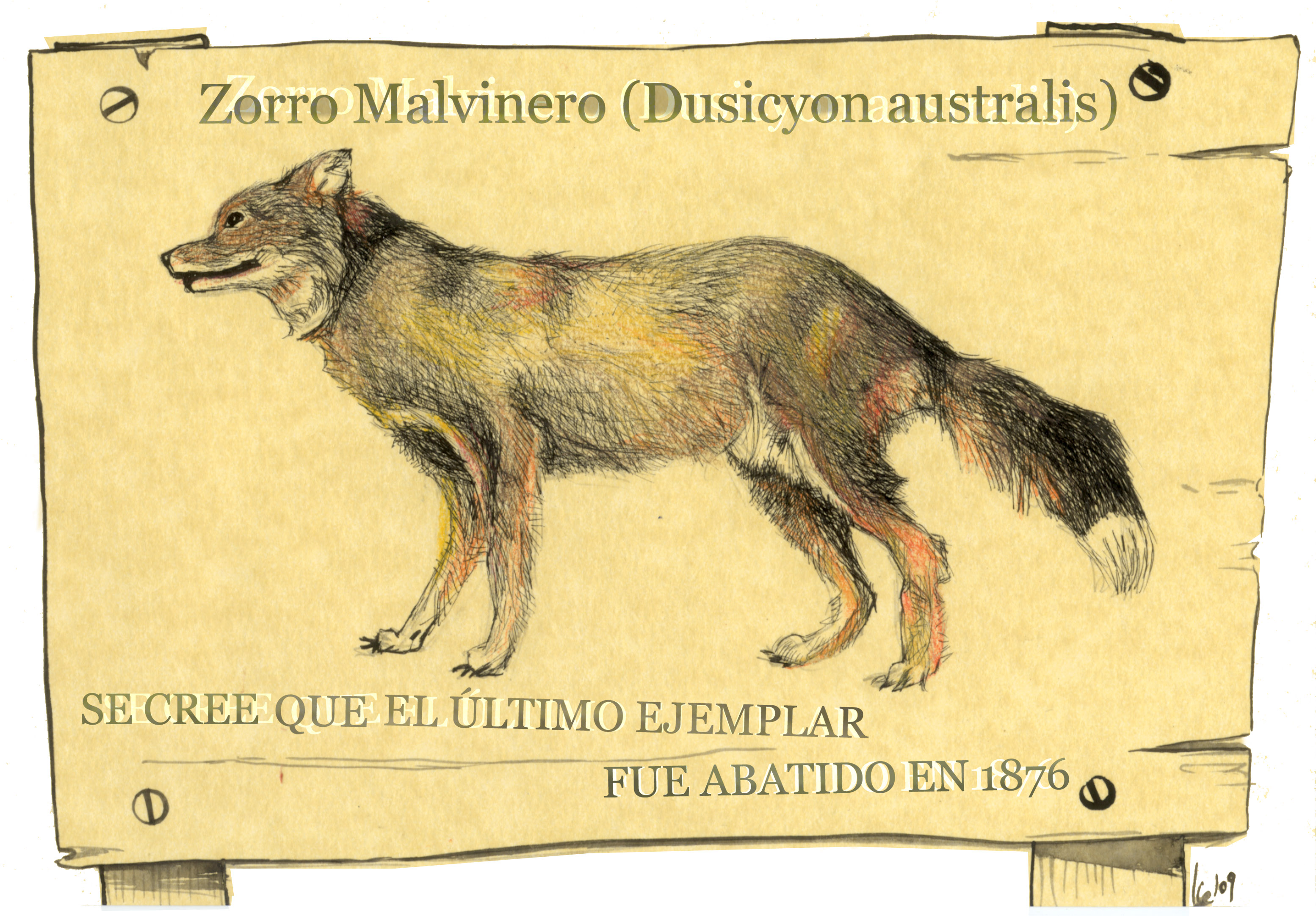 Resultado de imagen para zorro de las islas malvinas
