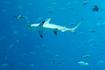 La forma de la cabeza de los tiburones martillo les proporciona una visión excepcional