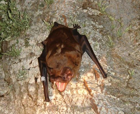 Murciélago Nyctalus lasiopterus en la actualidad.