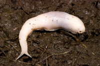 Babosa ‘fantasma’, Selenochlamys ysbryda, encontrada en el área poblada de Cardiff, Reino Unido