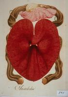Conmemoran el bicentenario de la muerte del naturalista Celestino Mutis con una exposición (y III)