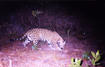 Observan por primera vez en 100 años a un jaguar en el centro de México