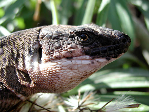 Lagarto Gallotia bravoana.