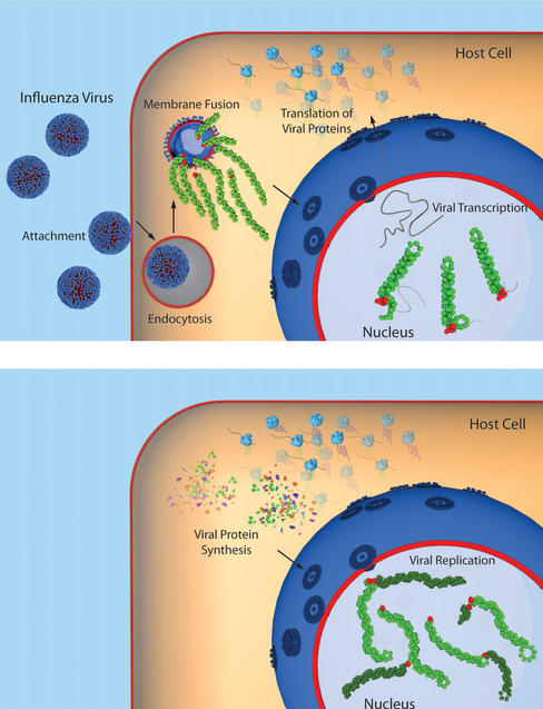 Imagen: A. Moeller, Instituto de Investigación Scripps de California. Maquinaria de replicación del virus de la gripe A