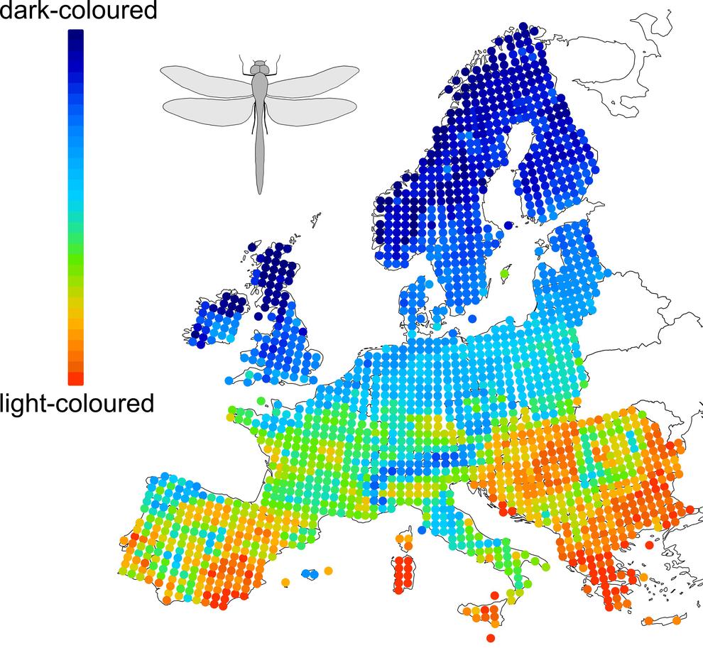 Este mapa muestra cómo la distribución geográfica de las libélulas depende de su color y la temperatura. El sur de Europa está dominado por especies de color claro mientras que en el norte predominan las variedades oscuras / Zeuss et al