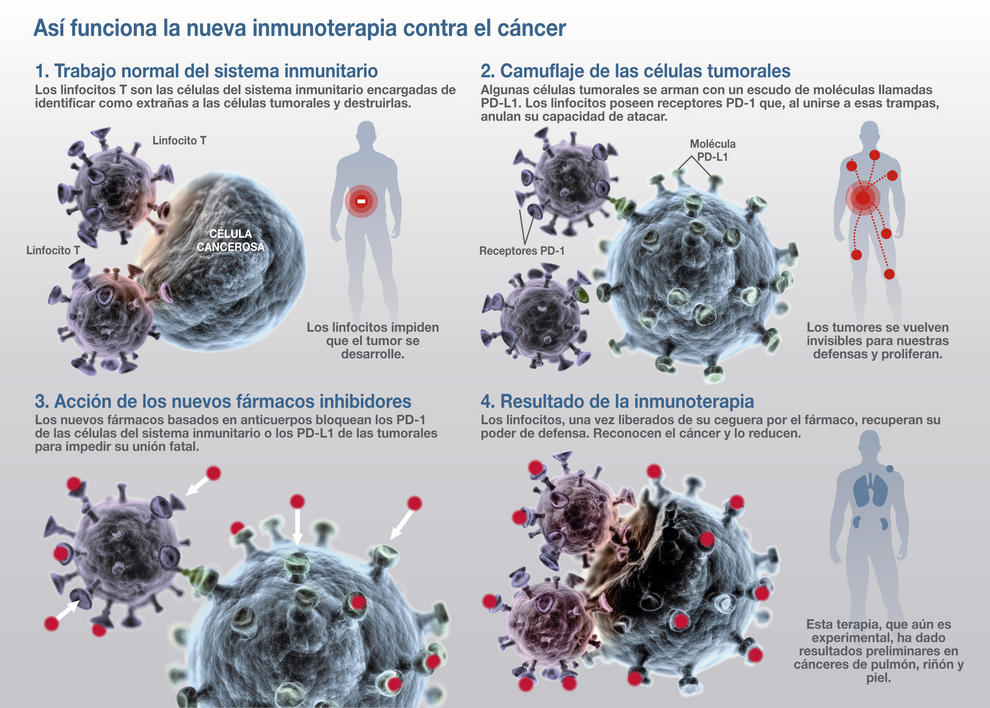 La nueva inmunoterapia quita el seguro a las armas contra el cáncer. 