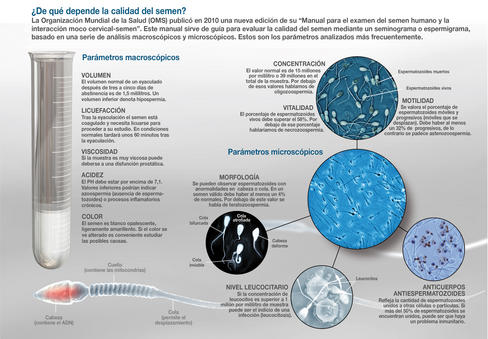 Ejercicio físico y producción de semen