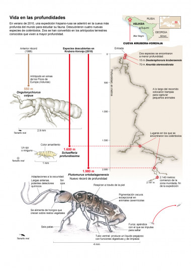 <p>Los animales terrestres que viven a mayor profundidad en la Tierra son cuatro colémbolos.</p>