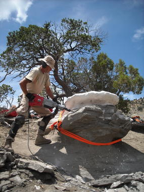 <p>Para su análisis, los fósiles tuvieron que ser cuidadosamente extraidos de la roca que los incluía./ Raymond M. Alf Museum of Paleontology</p>