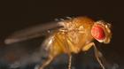 Primer plano de mosca de la fruta