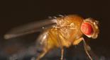 Primer plano de mosca de la fruta