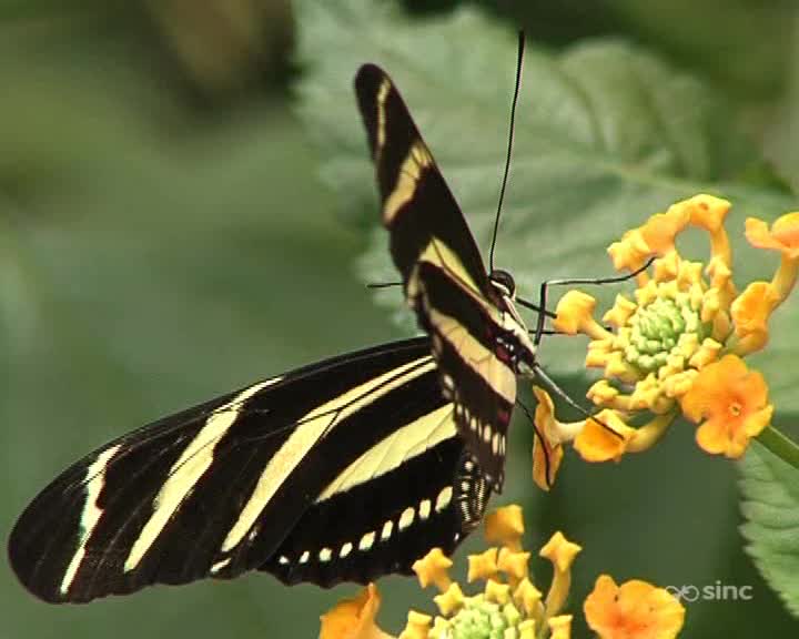 Previsualización de Crean alas de mariposa nanométricas