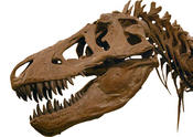 El instinto maternal de los dinosaurios