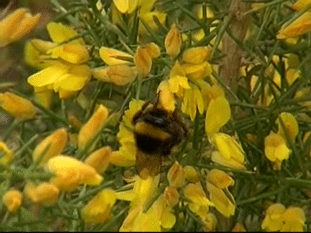 Previsualización de El inusual calor cambia el ciclo natural de plantas y animales