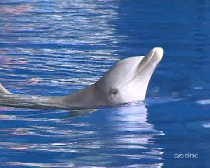 Previsualización de El lenguaje humano y el movimiento de los delfines coinciden en la brevedad