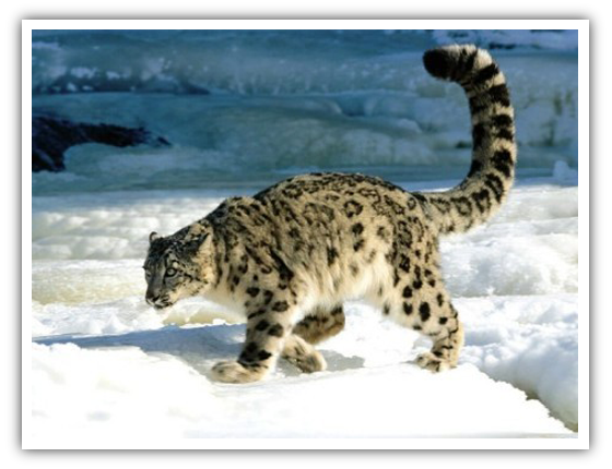 Previsualización de En busca del leopardo de las nieves en el Parque Nacional de Wangchuck